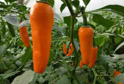 永安黄椒,香辣可口，传承千年的福建特色辣椒传奇