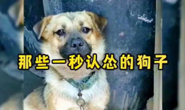 狗狗视频大全搞笑,萌宠视频大全笑料十足